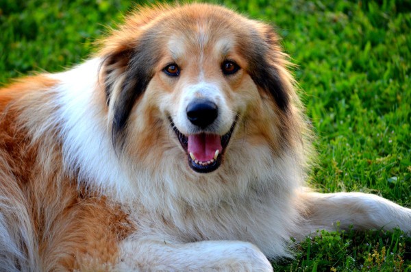 Rough Collie Breed Information and Photos | ThriftyFun