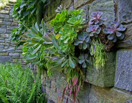 succulents growing in stone wall