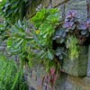 succulents growing in stone wall