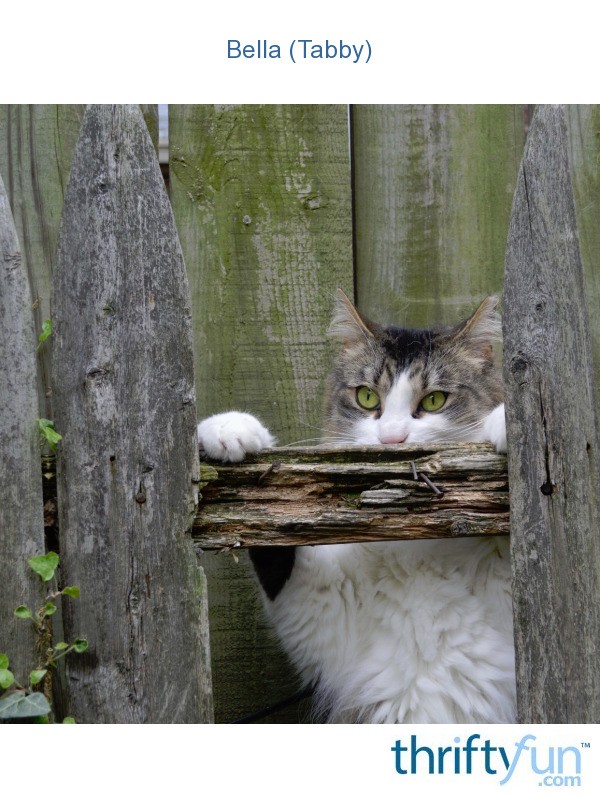 bela-tabby-thriftyfun