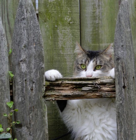 Bella looking though a gap in wooden fence