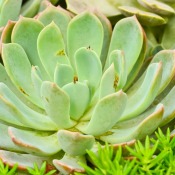 Kalanchoe Blossfeldiana