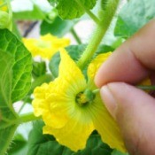 Melon Plant Pollination