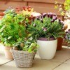 Plants in Containers