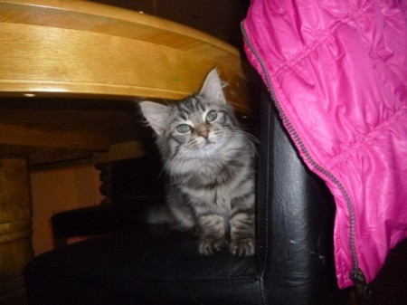 sitting on chair under a table
