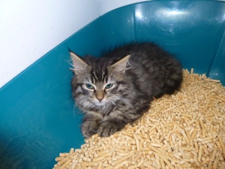 curled up in litter box