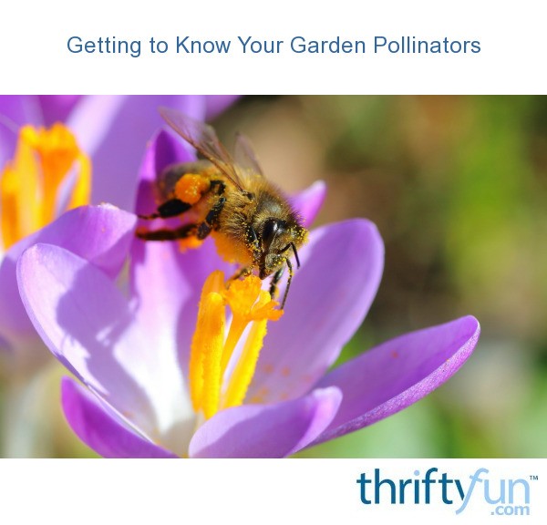 Getting To Know Your Garden Pollinators | ThriftyFun