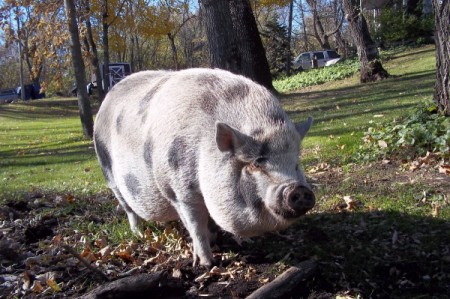 spotted potbelly pig