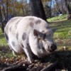spotted potbelly pig