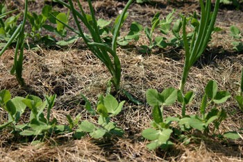 plant rows