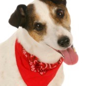 Dog Bandanna