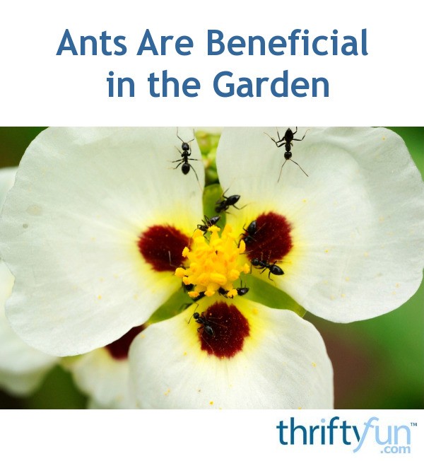 Ants Are Beneficial in the Garden ThriftyFun