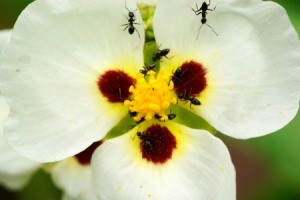 ants on a flower