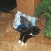 tuxedo cat in plastic bag on the floor