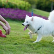 Teaching a Dog To Come