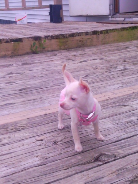 puppy on wood deck
