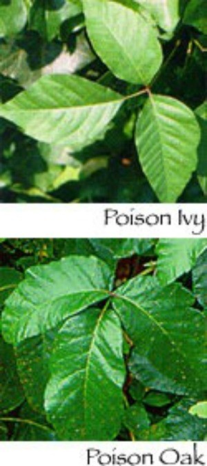 Poison Ivy and Poison Oak