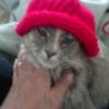 kitty with red beanie on