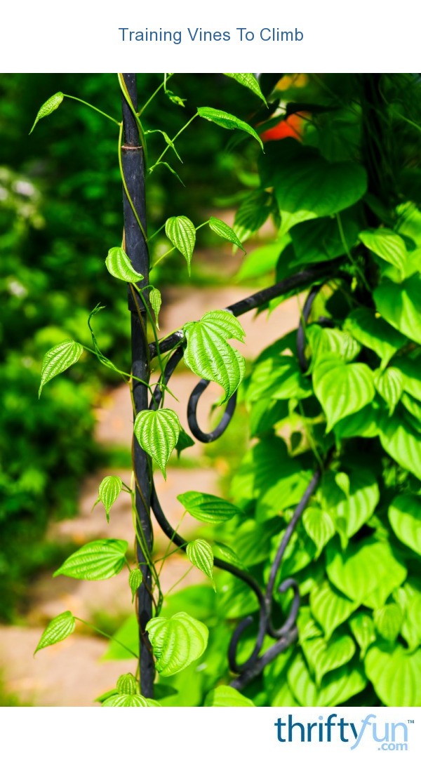 Training Vines to Climb Arbors and Pergolas ThriftyFun