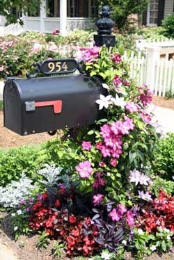 flowering vines on mailbox