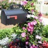 flowering vines on mailbox