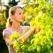Woman Gardening in Summertime