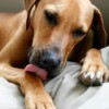 Dog Licking Paw
