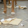 Dog Ripping Paper