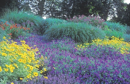 Rozanne as ground cover