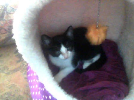 black and white kitten in cat bed