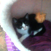 black and white kitten in cat bed