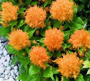 Celosia 'Fresh Look Gold'