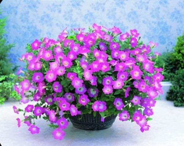 Petunia F1 'Opera Supreme Pink Morn'