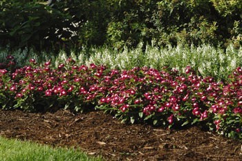 Vinca 'Pacifica Burgundy Halo'