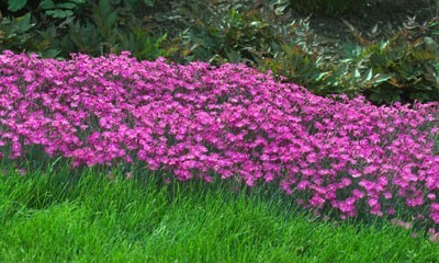 dianthus