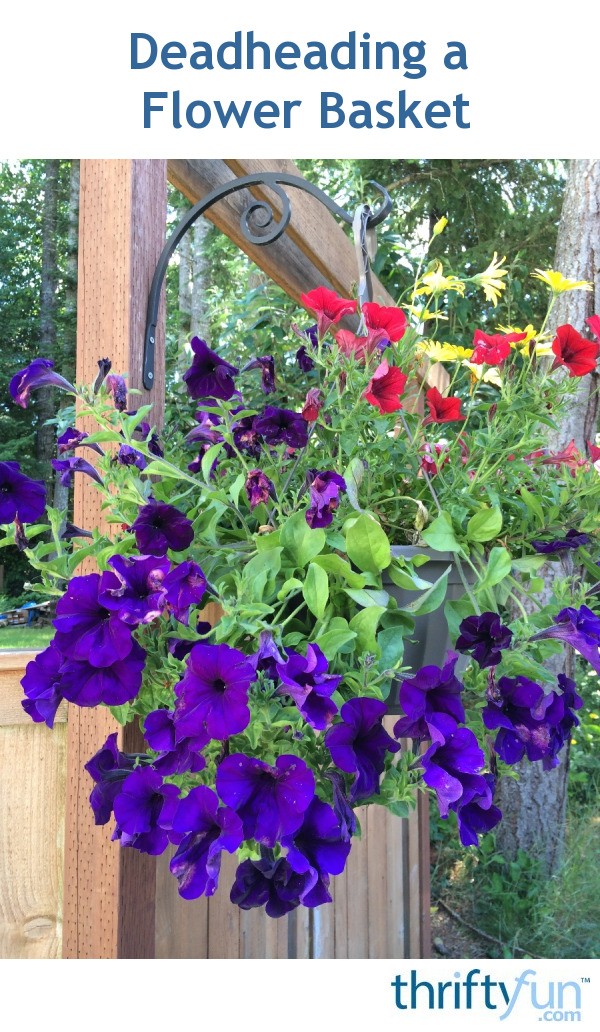 Deadheading a Flower Basket ThriftyFun