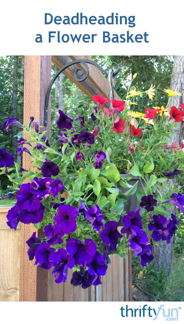 Deadheading a Flower Basket ThriftyFun
