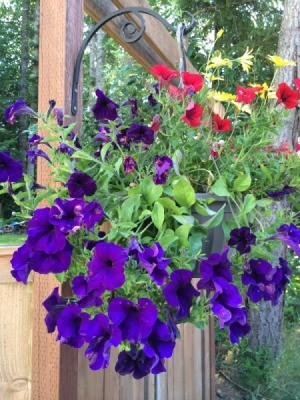 hanging flower basket