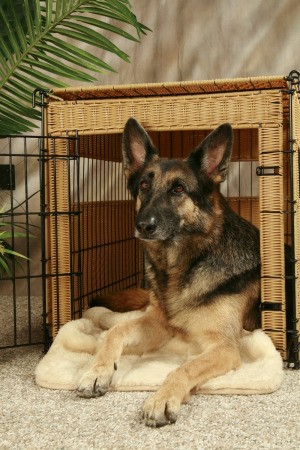 Dog Crate