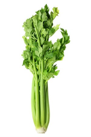 Limp Celery