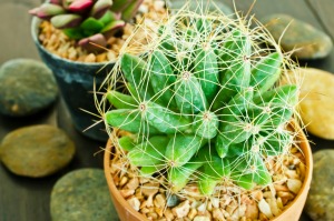 Cactus in a pot.