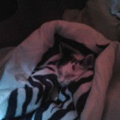 bundled up kitten