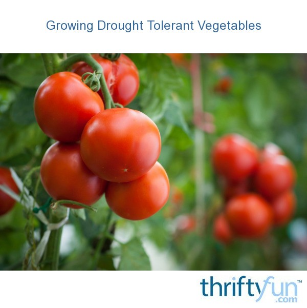 Growing Drought Tolerant Vegetables ThriftyFun