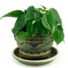 Potted Philodendron