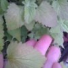 reddish leaves on catnip plant