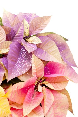 dyed pastel poinsettias with glitter