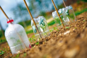 2 liter bottle cloches