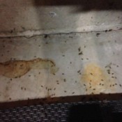 Ants in my garage