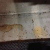 Ants in my garage