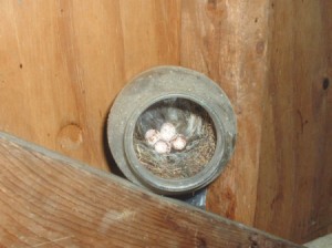 finch nest inside jar